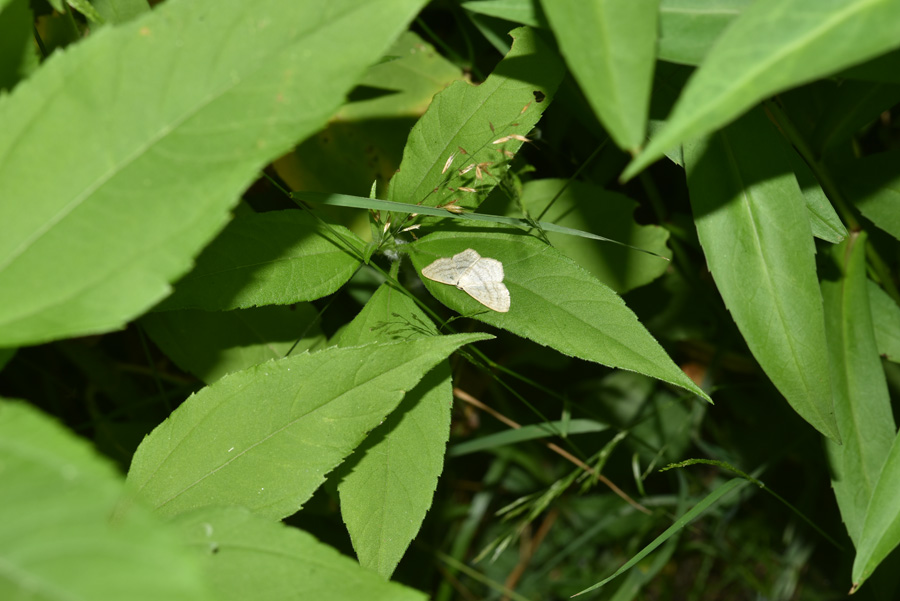 Geometridae: Idaea subsericeata? No, Scopula nigropunctata